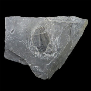 猶他州三葉蟲化石