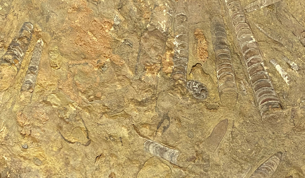 摩洛哥直角石與菊石化石