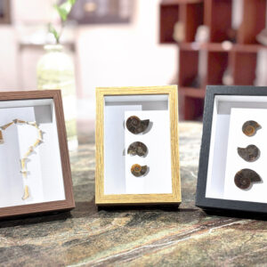 化石相框
